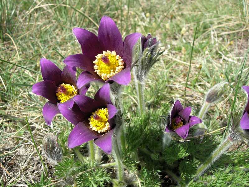 (21204)Pulsatilla vulgaris,fleurs